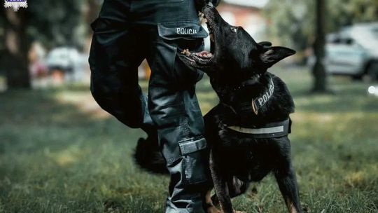 Czort pies policjant 