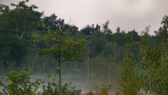 Lasy Sobiborskie 