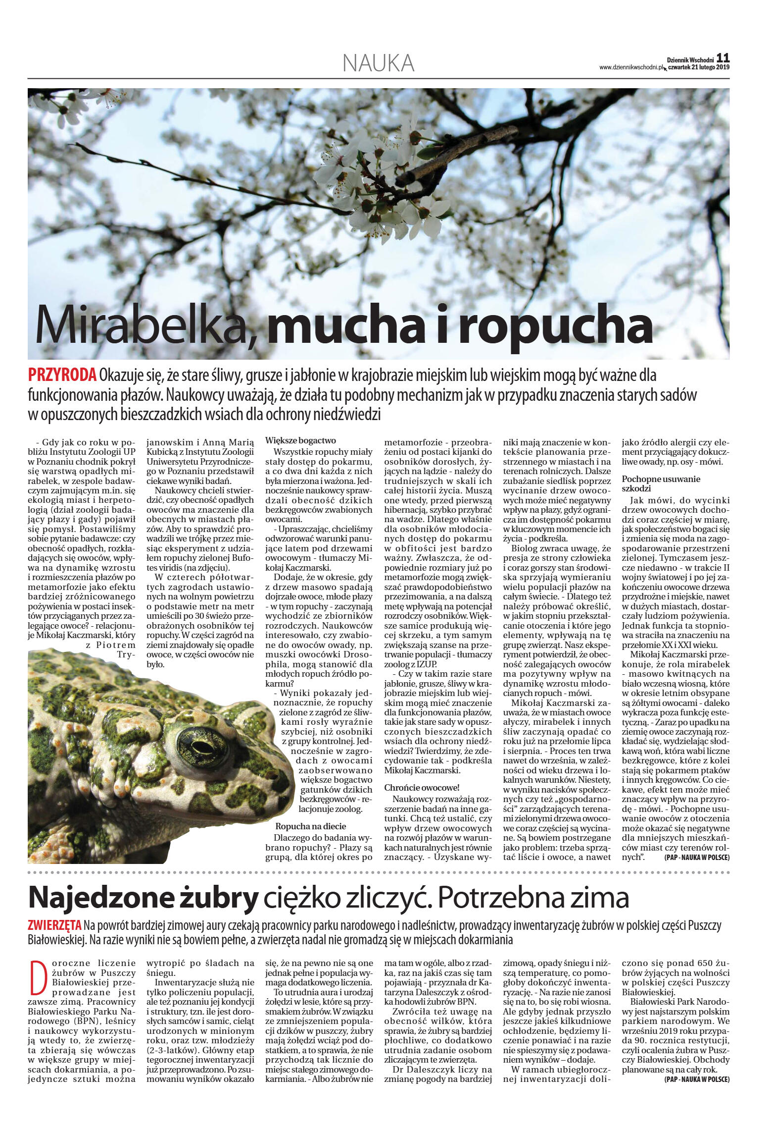 Wydanie główne - strona 11