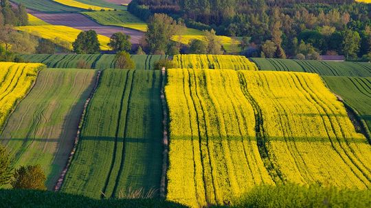Lubelskie rekordy: znasz dobrze swój region?