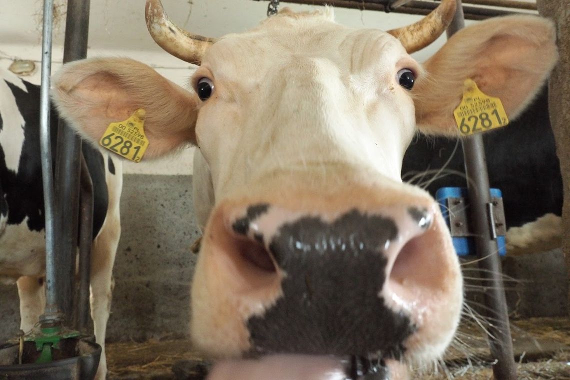 Typowa ciąża krowy trwa: 