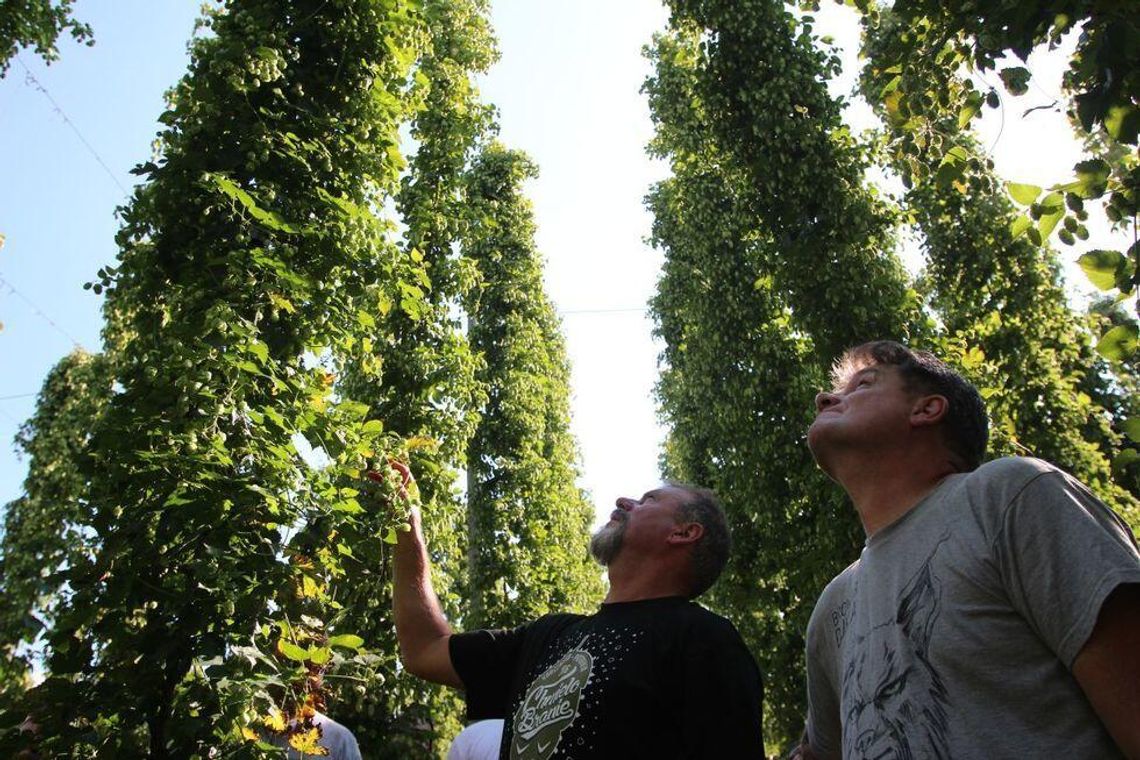 Która z tych nazw to nie odmiana chmielu? 