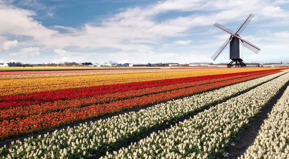holenderskie uprawy tulipanów