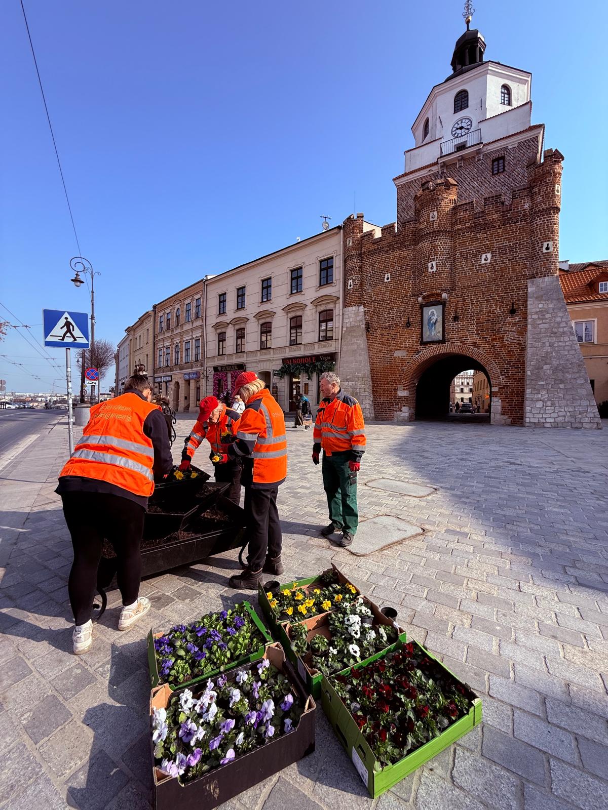 Pracownicy miejscy sadzą bratki w donicy przy Bramie Krakowskiej w Lublinie; obok stoją skrzynki z sadzonkami kwiatów.