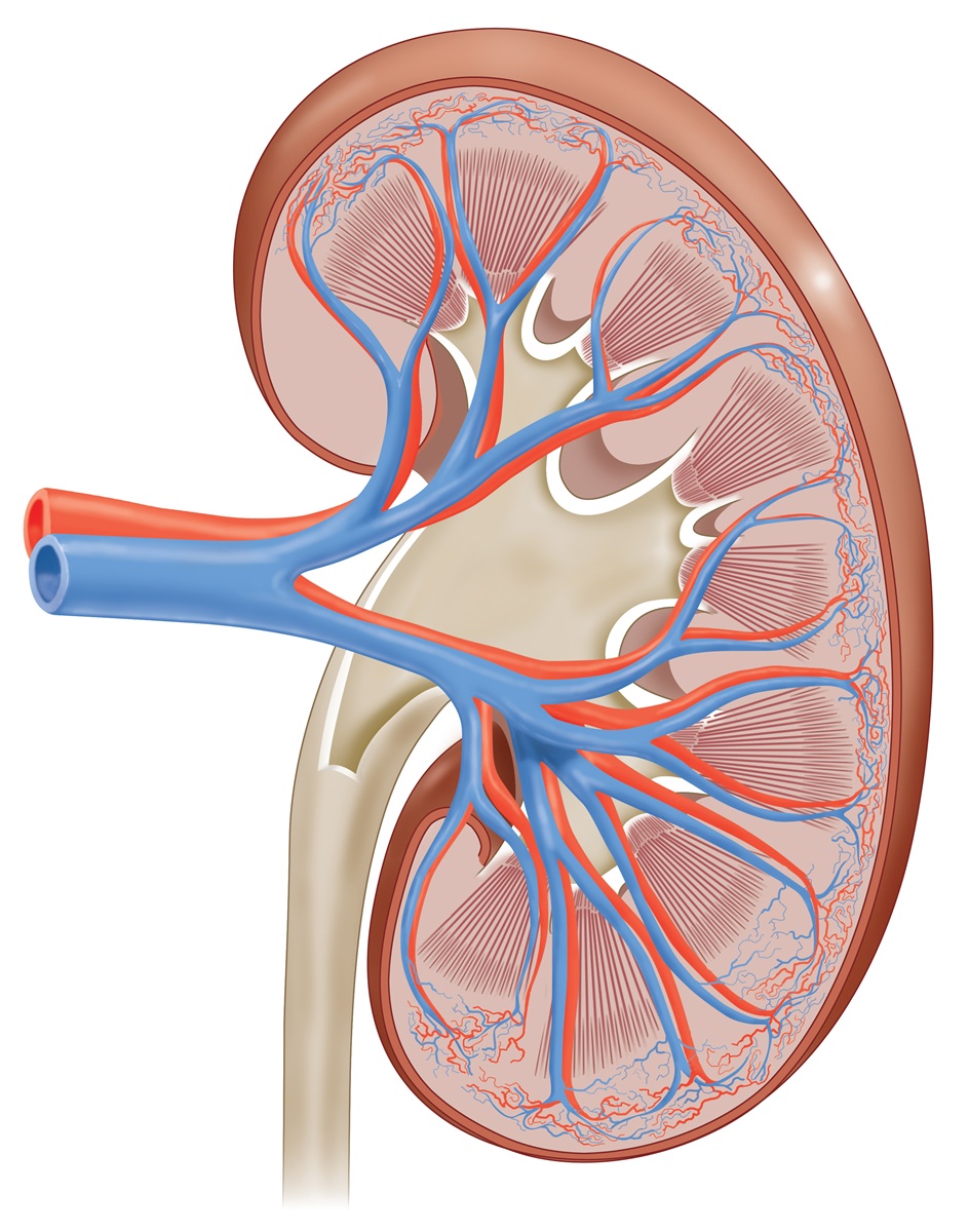 Rezonans nerek w diagnostyce torbieli nerkowych i ocenie zmian podejrzanych o nowotwór.