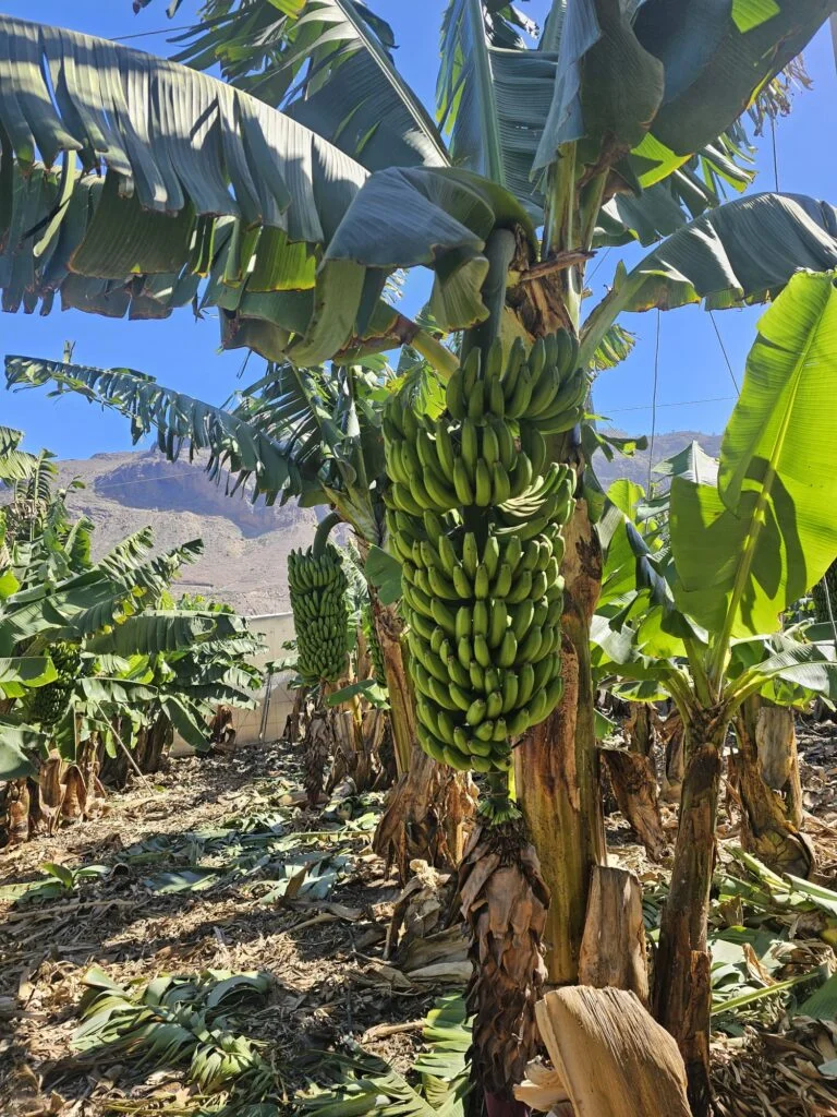 plantacja-bananow-na-gran-canarii