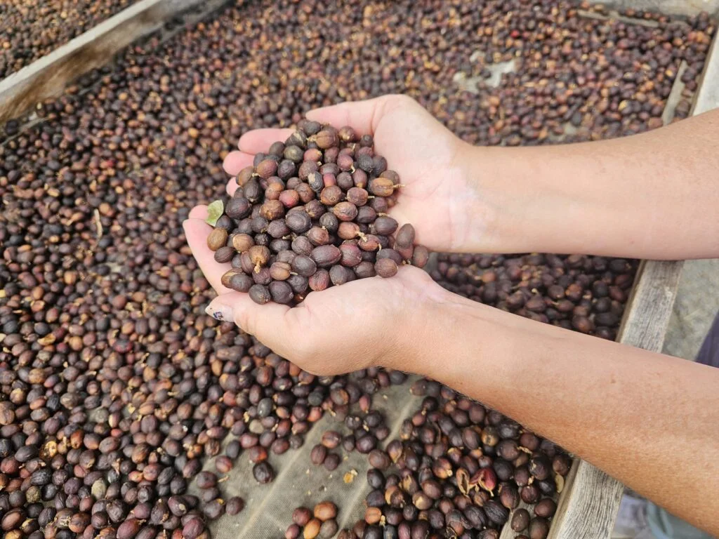 plantacja-kawy-na-gran-canarii